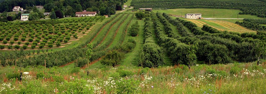 Pollinator habitat planted within orchard