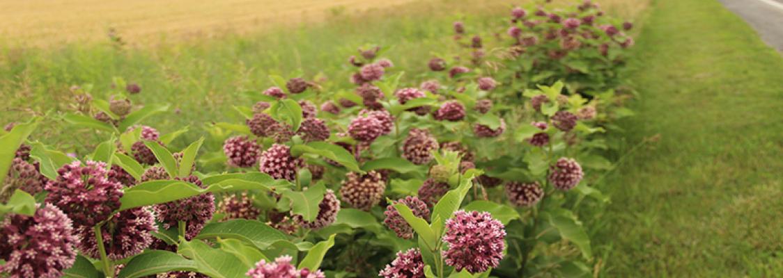 A long line of common milkweed borders a highway.