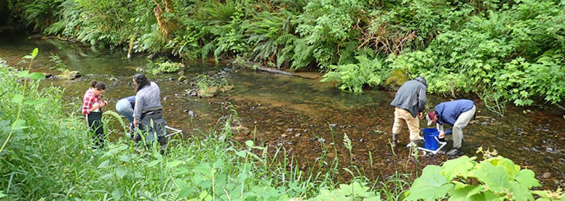 People are wading in a stream, looking downward.