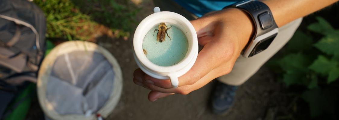 Endangered species field work - Xerces Society
