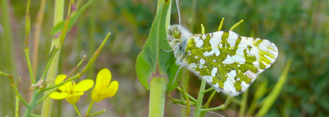 The island marble butterfly (Euchloe ausonides insulana) is named for its beautiful white and bright green marbled wings.