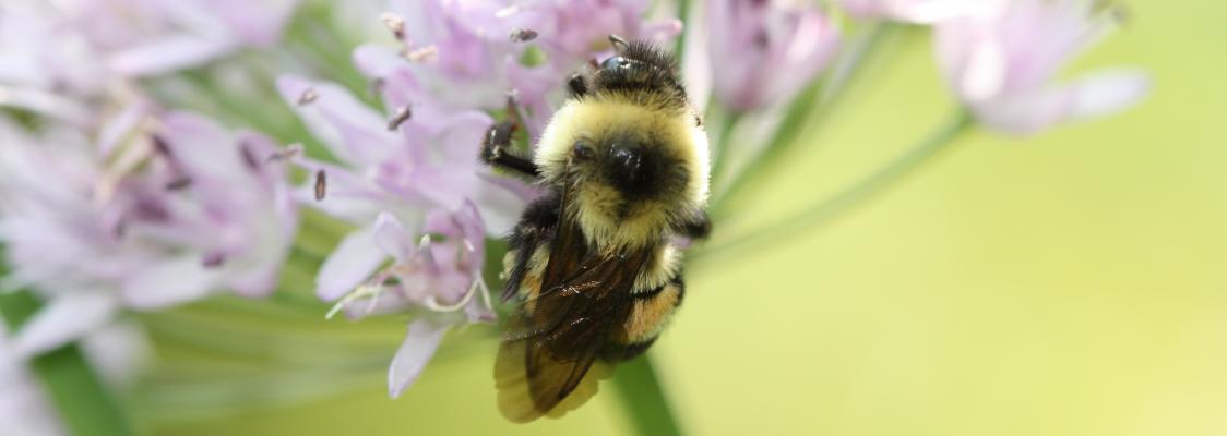 A fuzzy bumble bee clings to pale purple flowers.