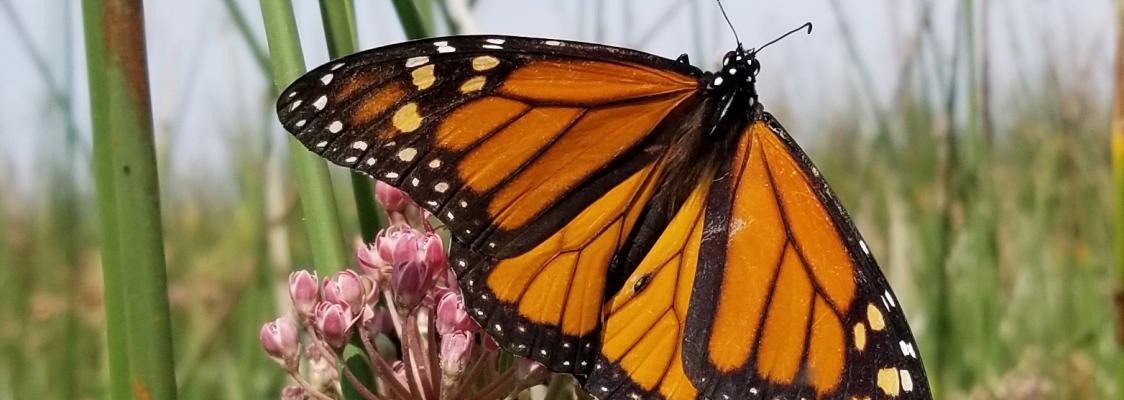 A bright orange monarch perches on a small cluster of pink blossoms in a grassy area.