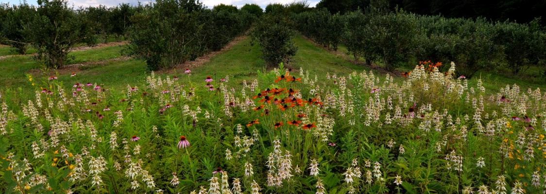 Pollinator meadow adjacent to orchard blocks