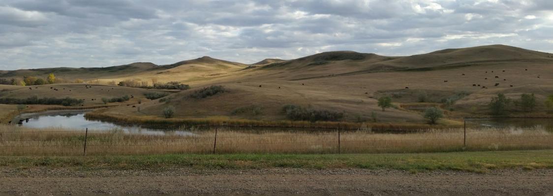 Cattle on grassy rangleand landscape