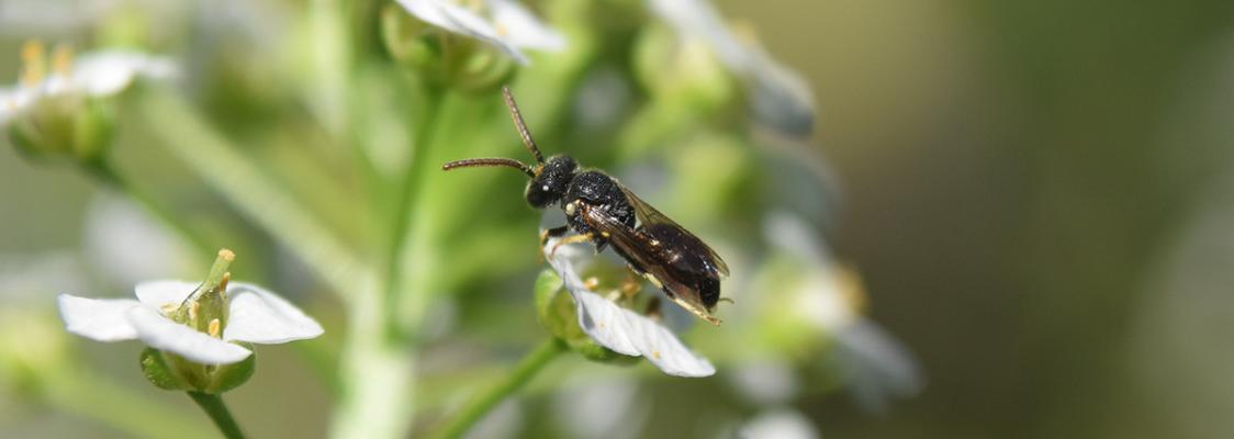 Male hylaeus bee on alyssum flower