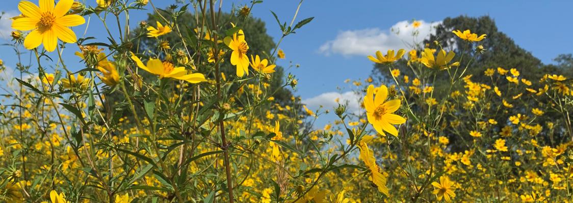 A dense profusion of yellow, daisy-like flowers fills this scene. In the background is blue sky and evergreen trees.