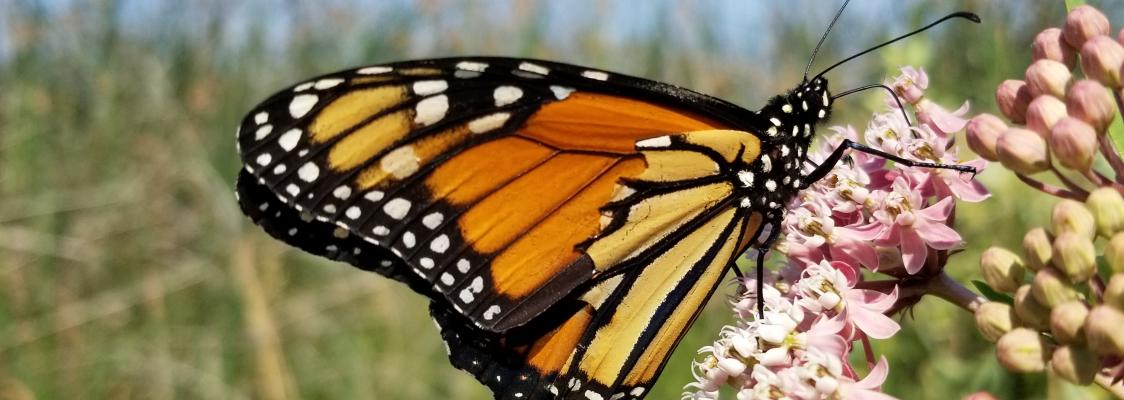 A bright orange monarch perches on a small cluster of pink blossoms in a grassy area.