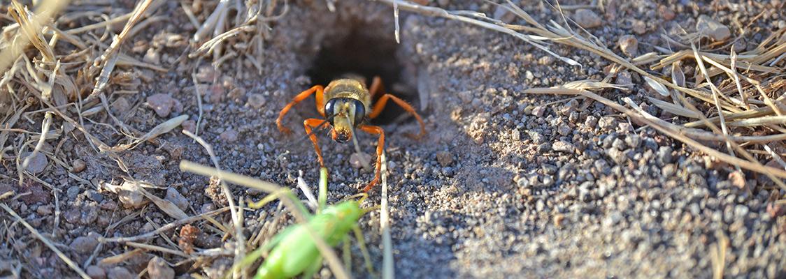 Wasp pulling prey into its nest hole in the bare soil 
