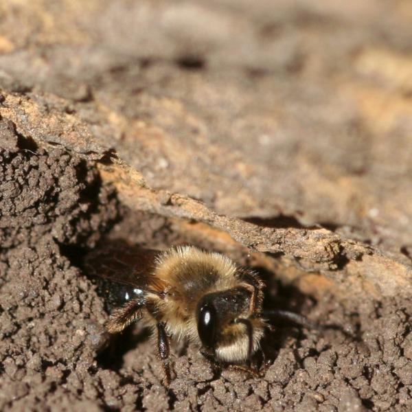 A fuzzy bee with big, shiny eyes peers out of a hole in bare dirt.