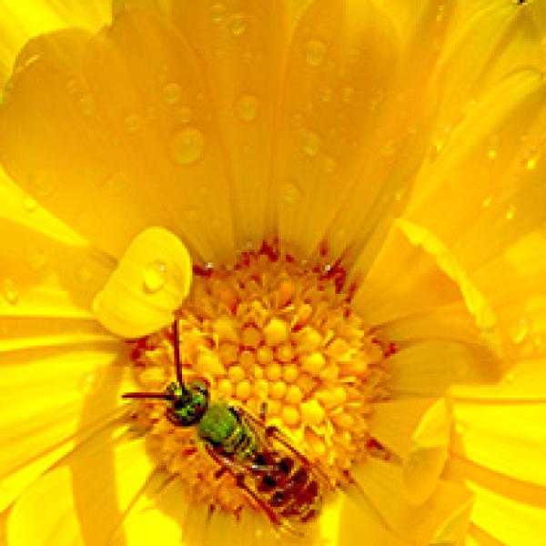 Green sweat bee feeding on a yellow flower