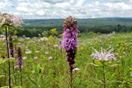 Flowers in meadow