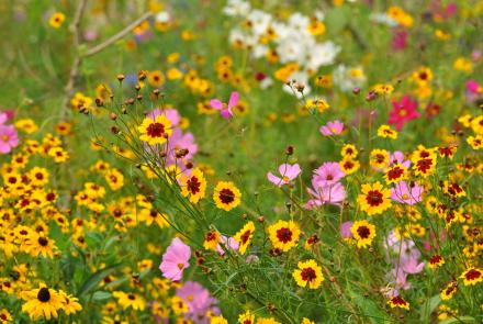 Multicolored wildflowers