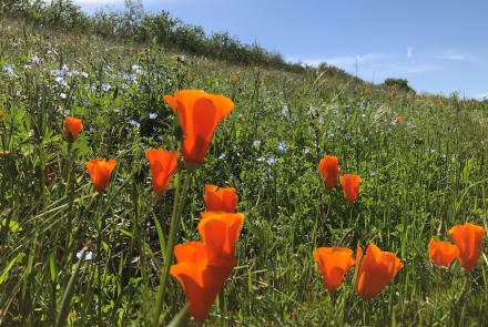 Orange poppies