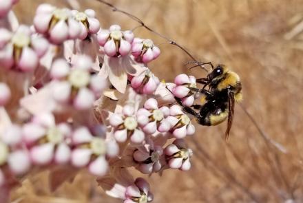 Bumble bee on pink flowers