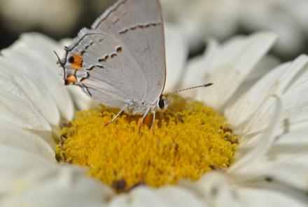grey butterfly