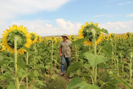 field of sunflowers