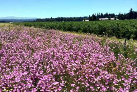 field of pink flowers