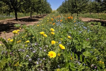 Flowering cover crop