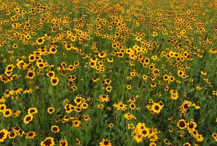 yellow and red flowers 