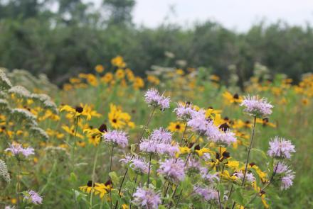 purple and yellow flowers in a field 