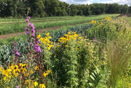 Insectary habitat strip