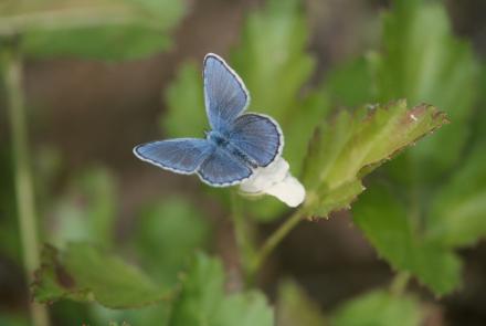 Blue butterfly