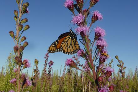 a monarch on a purple flower