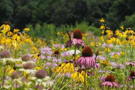 a monarch on a purple flower