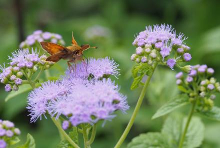 skipper on purple flower