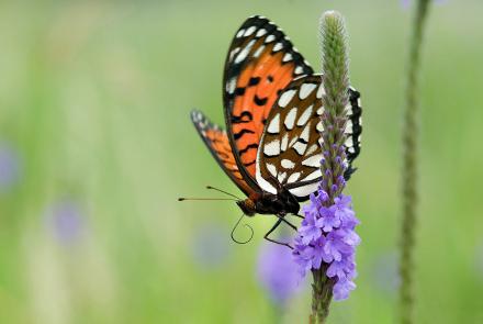 orange butterfly