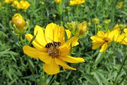 bee on yellow flower