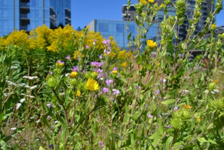 yellow and purple flowers