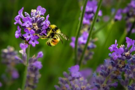 Bumble bee on purple flowers