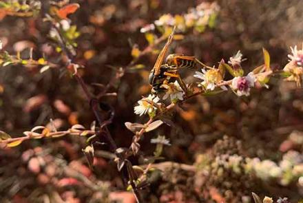 Paper wasp on aster flowers