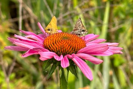 Skipper butterflies on flower