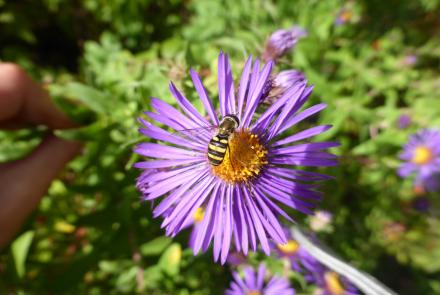 bee on purple flower